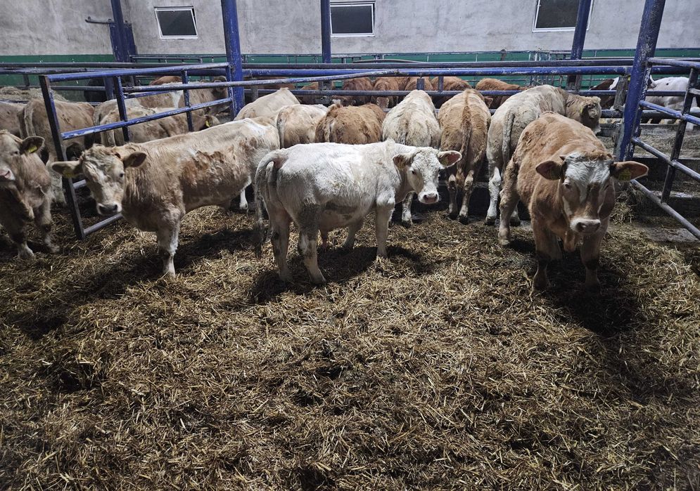 byczki byk byki Charolais krzyżówka
