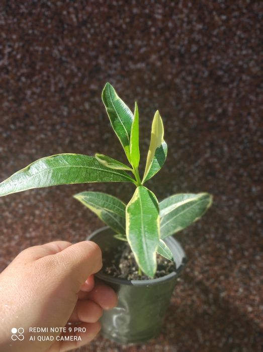 Акція!!! Продам олеандр варієгатний сциндапс епіпренумус