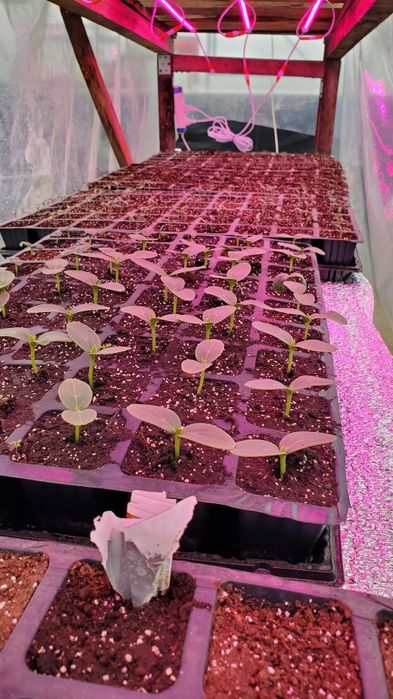 М'ята Шоколадниця в горщиках. Сорт бомбовіший