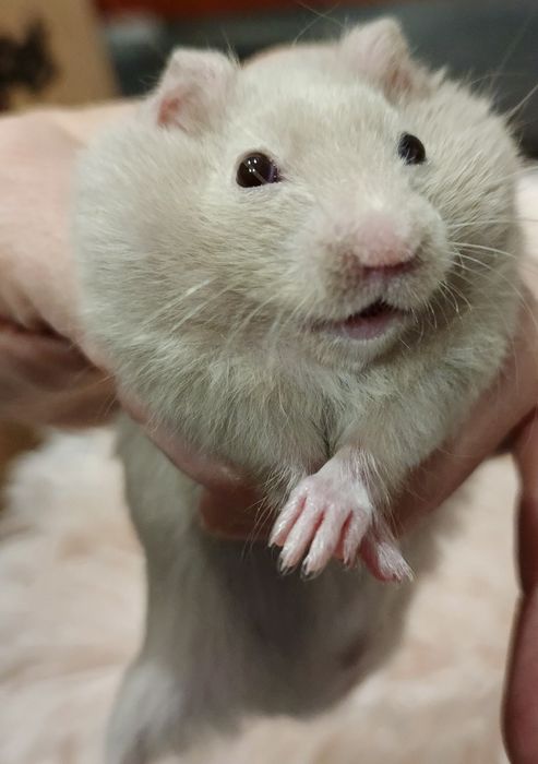 Chomik syryjski Sosnowiec