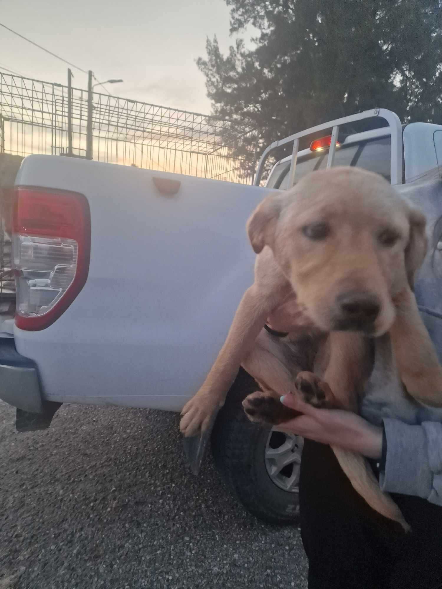 3 PUPPY'S (2 Machos e 1 Fêmea, 4 Meses) Para Adoção