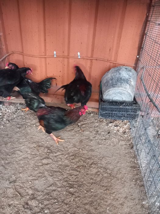 Índio  gigante cr3 ....