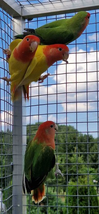 Nierozłączka czerwonoczelna nierozłączki czerwonoczelne papuga papugi