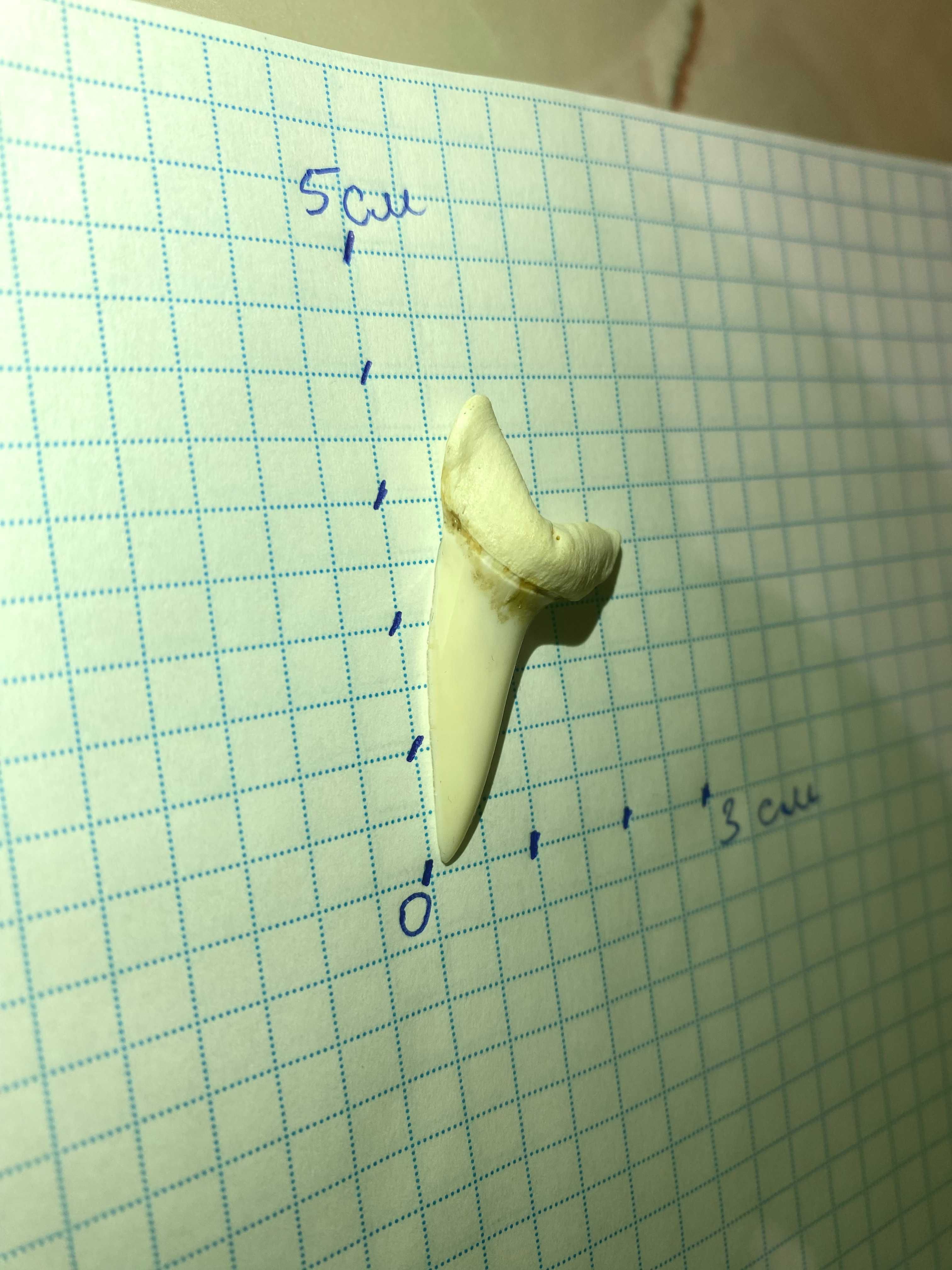 Зуб акулы. На амулет. (2)