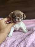 CHIHUAHUA dziewczynka czekoladowo biała :)