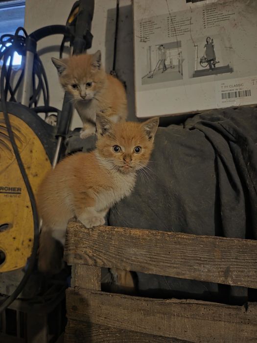 4 Małe Koty na wydanie