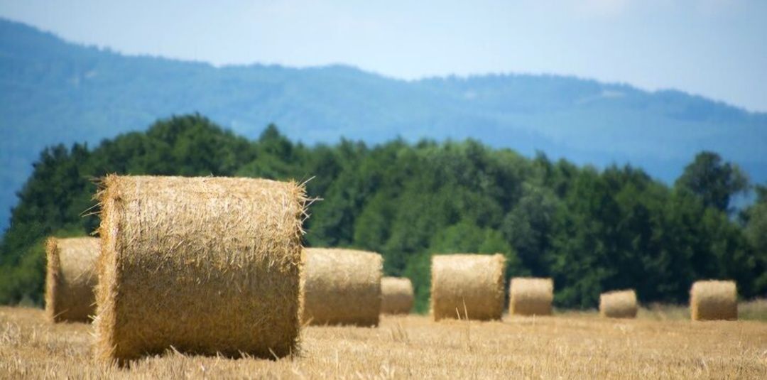 Słoma dla królików psów 4kg