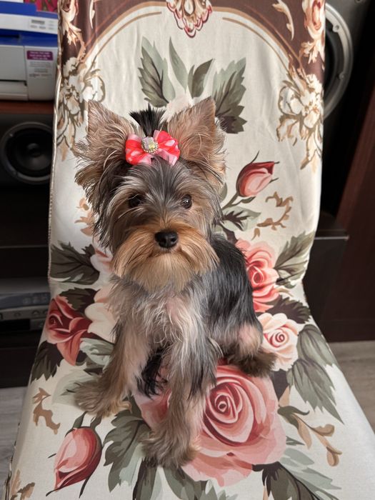 Suczka yorkshire terrier