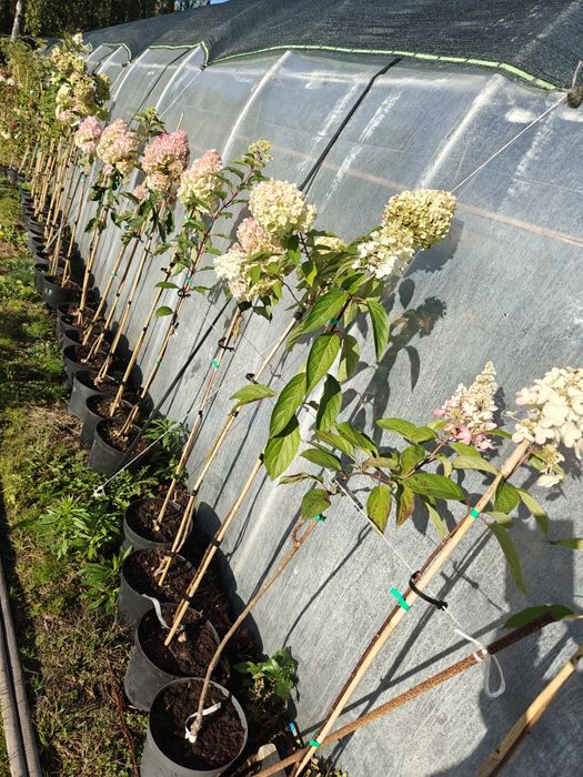 Hortensje bukietowe i na pniu