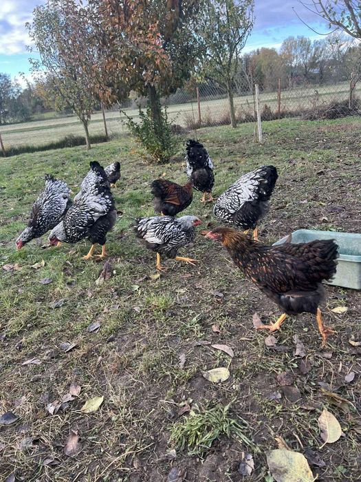 Koguty wyandotte olbrzymie