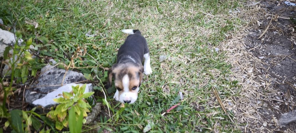 beagle criado em ambiente familiar disponível para entrega imediata d