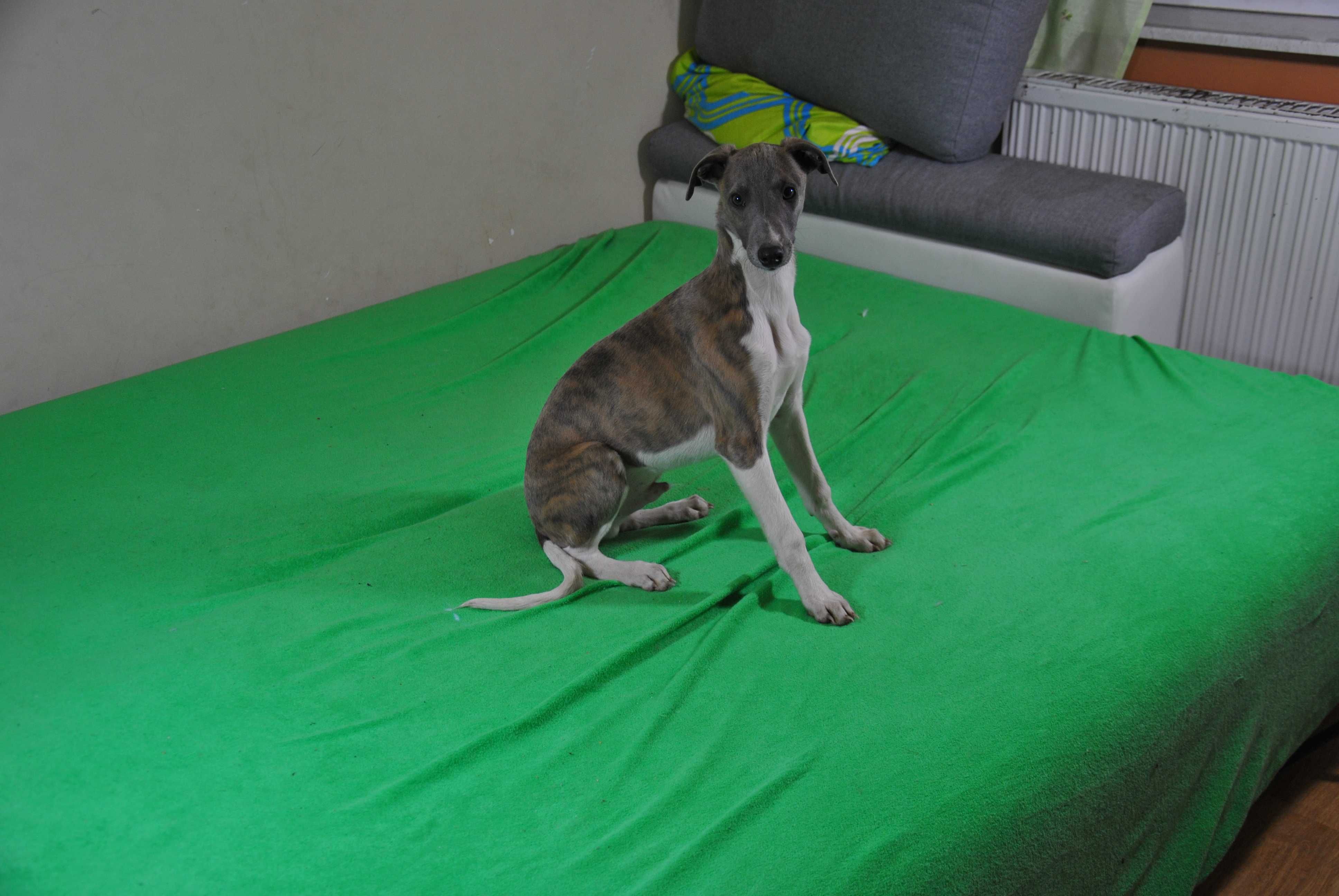 Chart angielski whippet