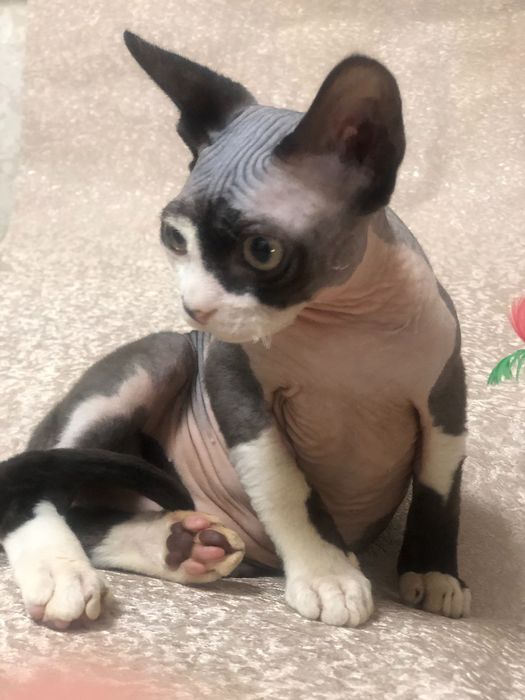 Кошеня Девон рекс