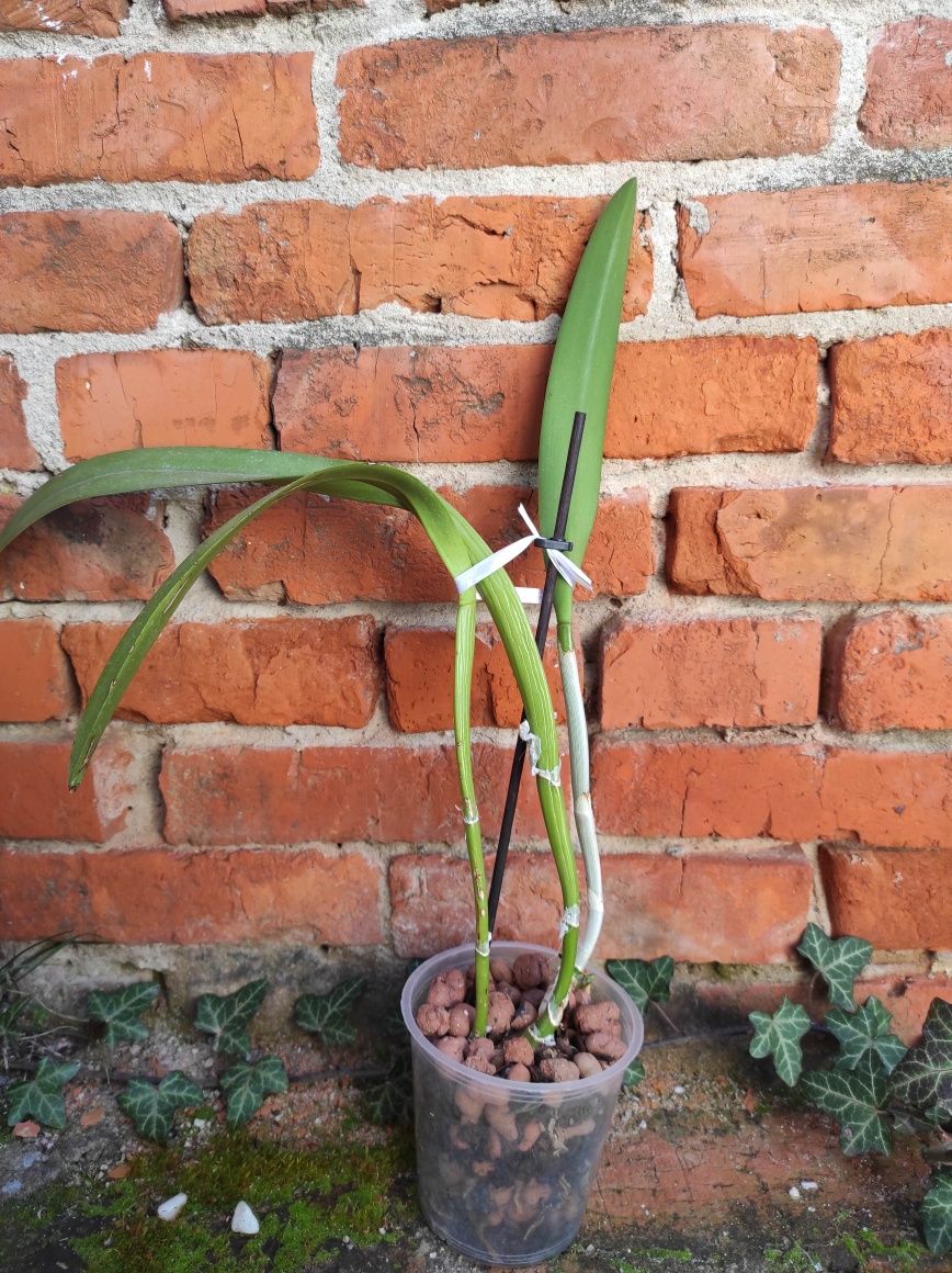 Brassocattleya Golf Green 'Hair Pig'