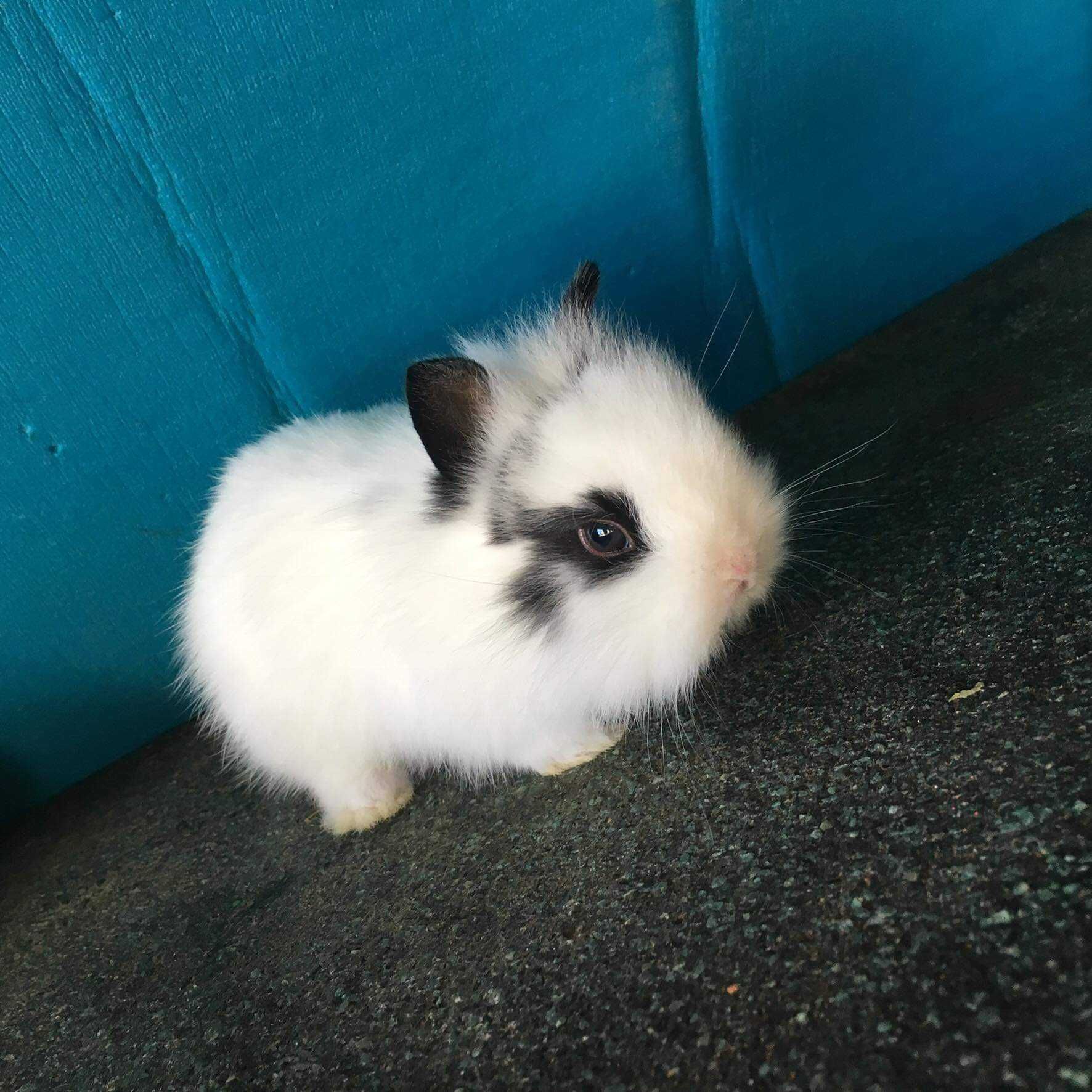 Coelhos anões angorá, minitoy e mini holandês muito fofos