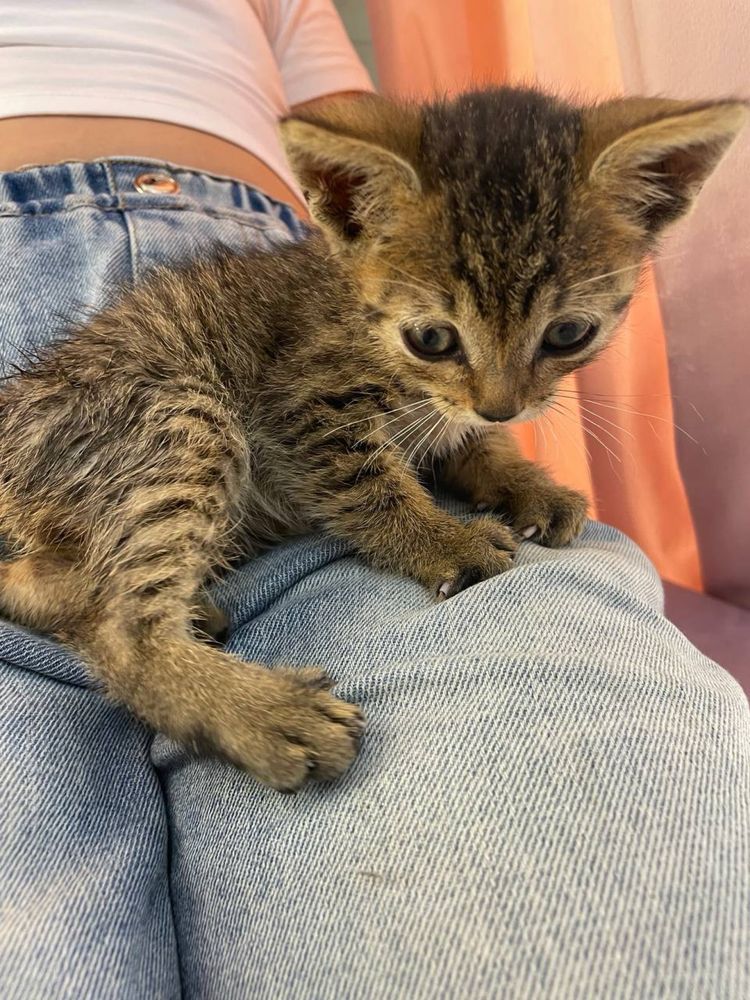 Котик шукає родину