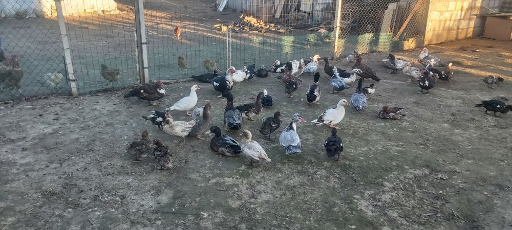 Kaczki Kaczory Francuskie Piżmowe