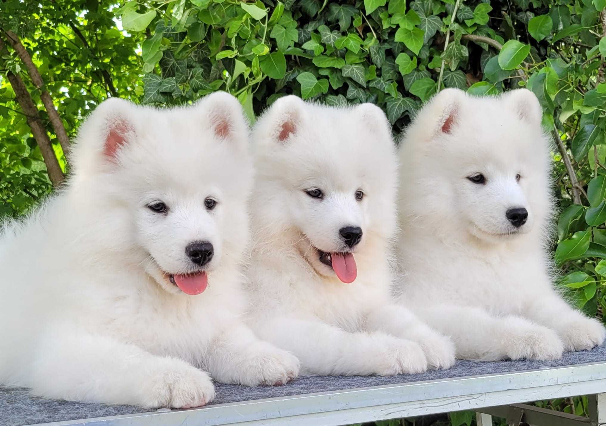 Szczenię Samoyed, samiec, Jurassic Yed, ostatni piesek -już do odbioru