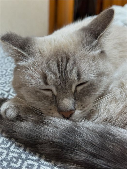 Перетримка котів