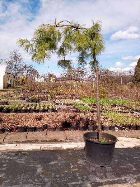 Bonsai - drzewo formowane Bonsai - sosna, tuja, cis, świerk, jałowiec