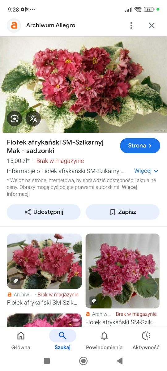 Zestaw trzech odmianach fiołków afrykańskich