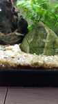 Vendo peixes Endler m/f