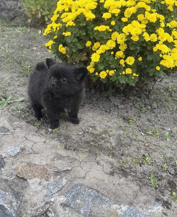 Помчі д/ш дівчинка.