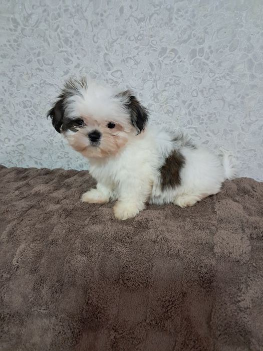 Міні ши-тцушечки