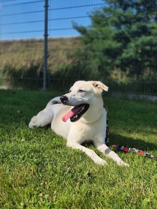 Piękna Samira szuka domu