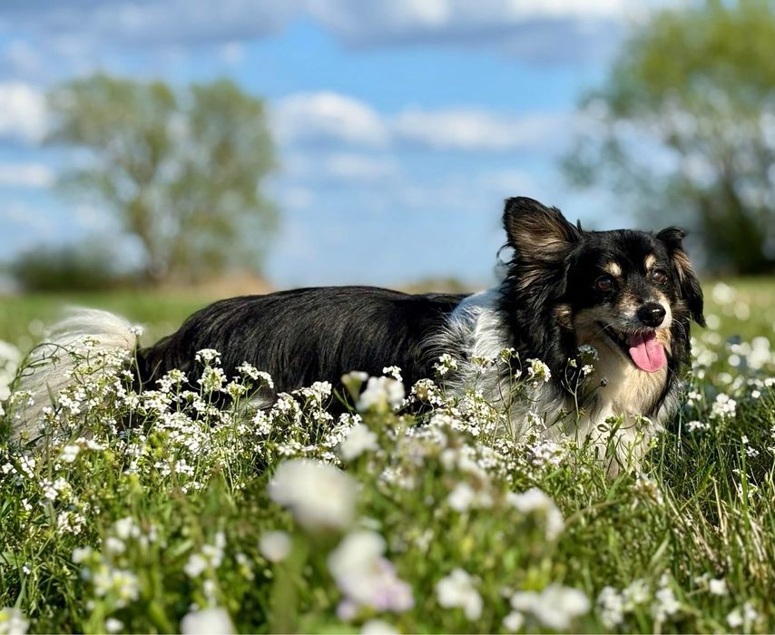 Malutki senior Benio czeka na dom