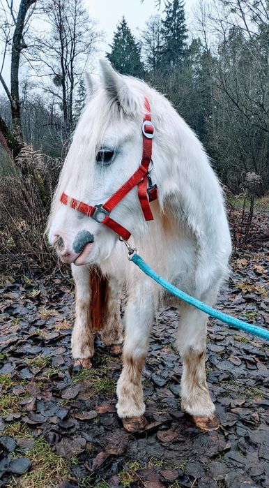 sliczna klacz Tinker !