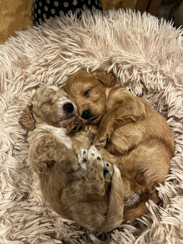 Maltipoo F1B red mix maltipoo & pudel toy