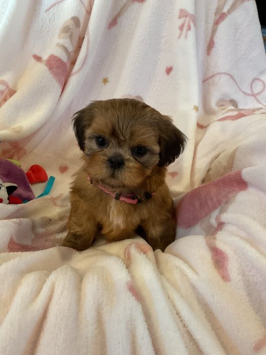 Shih tzu Salonowe suczki