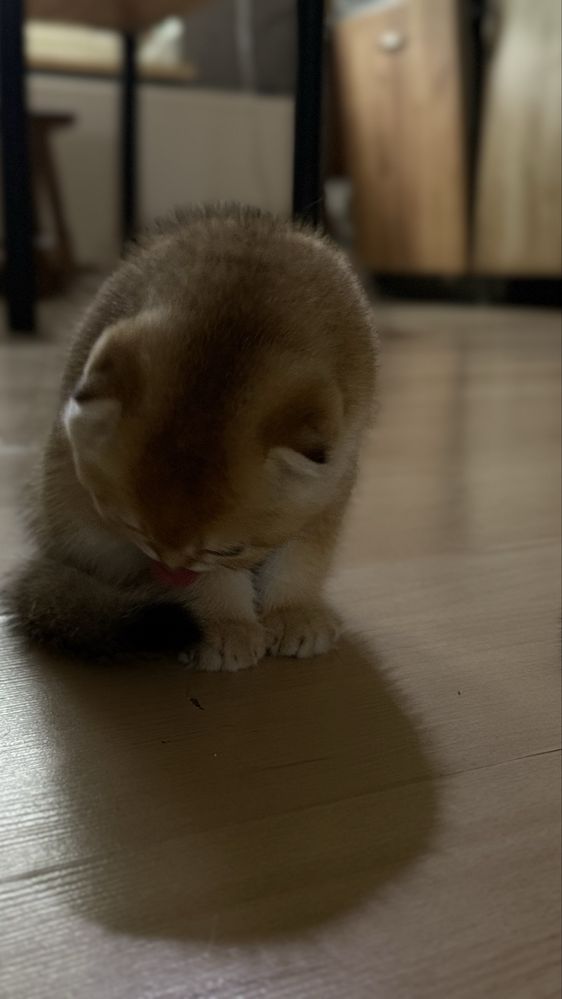 Kcurek scottish fold