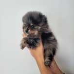 Szpic miniaturowy, pomeranian
