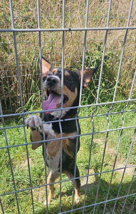 Sunia poleca sie do adopcji