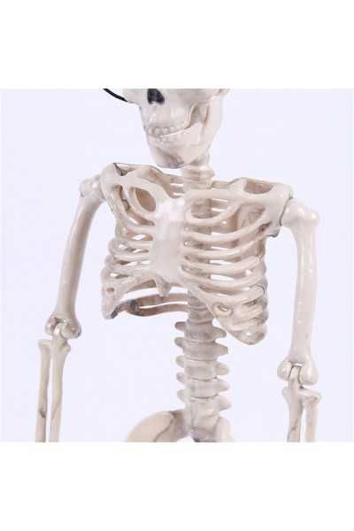 Скелет людини на петлі.  45 см