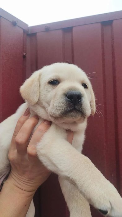 Лобрадор ретрівер