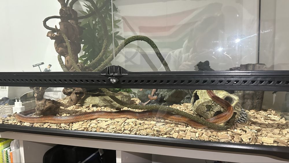 2 terrarios + decoracoes + cobra de oferta