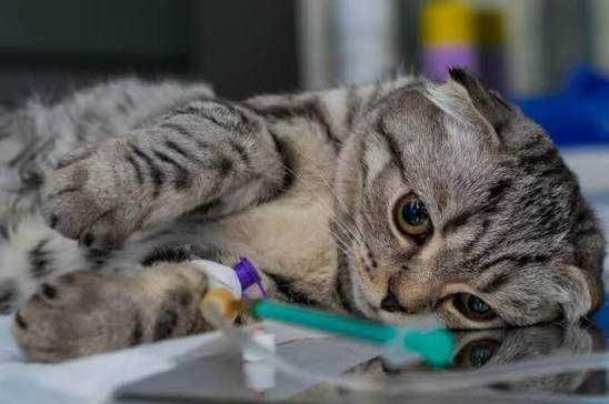 Стерилізація та кастрація котів і собак