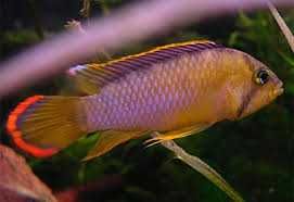 Apistogramma nijseni