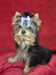 Yorkshire Terrier piesek