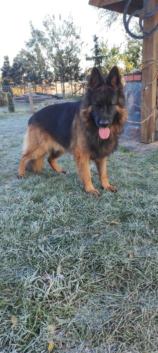 owczarek niemiecki na sprzedaż