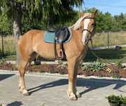 Klacz haflinger klacz