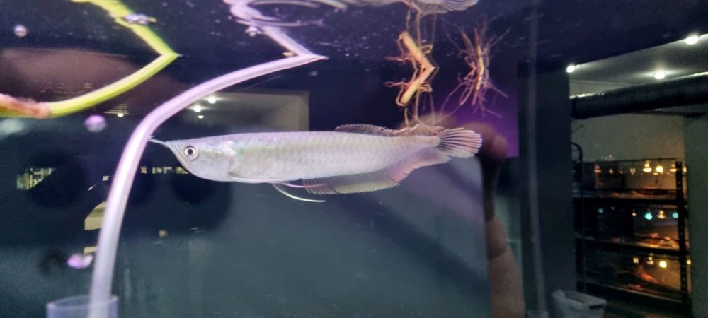 Arowana srebrna 20cm