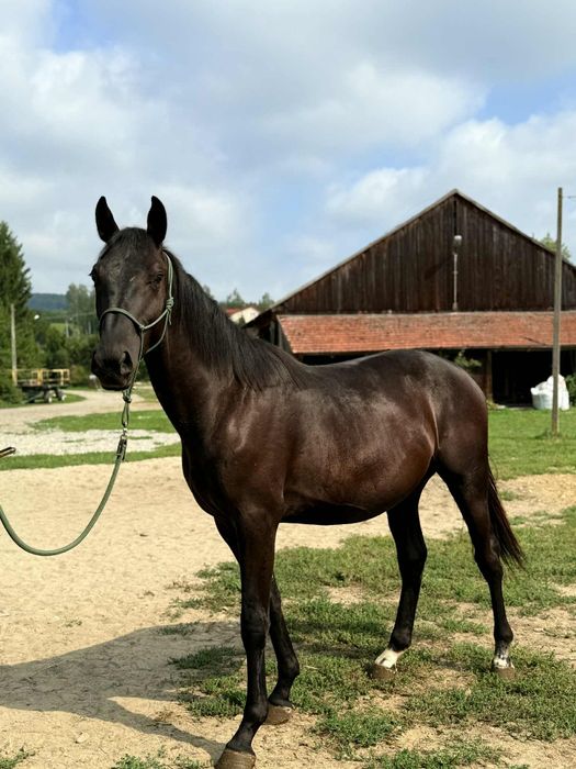 Na sprzedaż piękny ogierek rasy małopolskiej