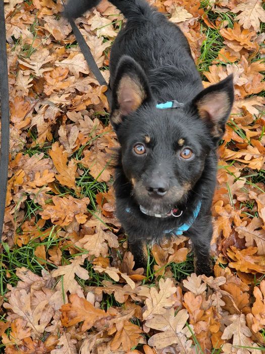 Szorstkowłosy szczeniak, młody kundelek