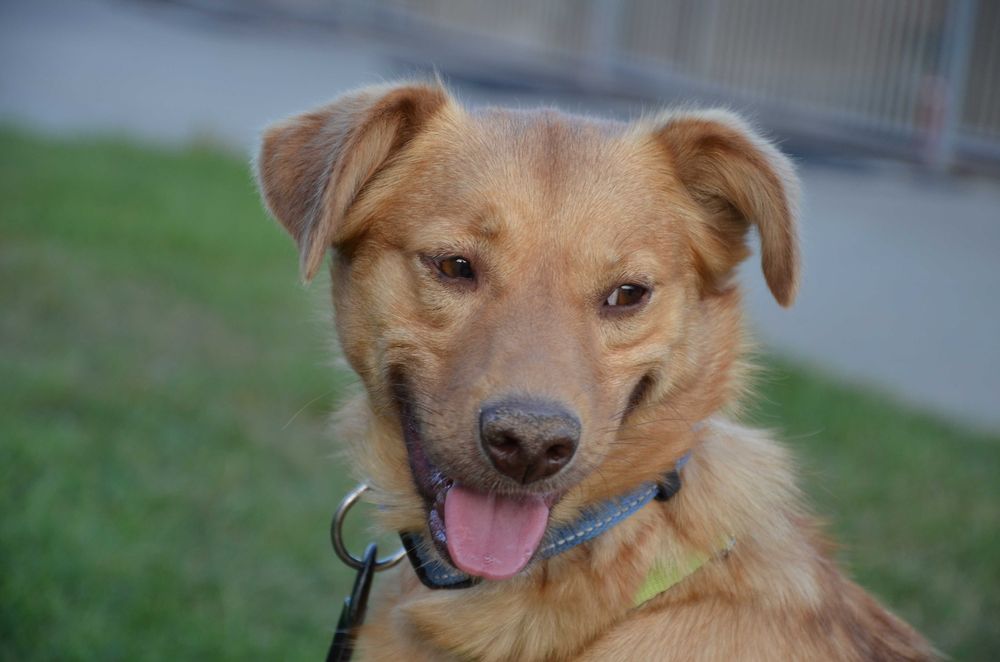 Karolek - zagubiony, drżący psiak, o pięknym uśmiechu do adopcji.