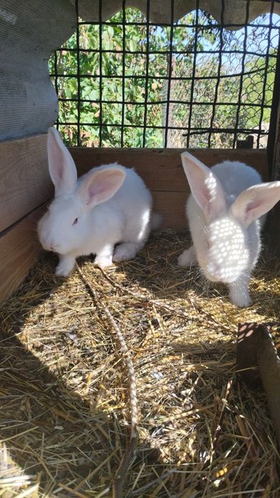 Продаются кролики