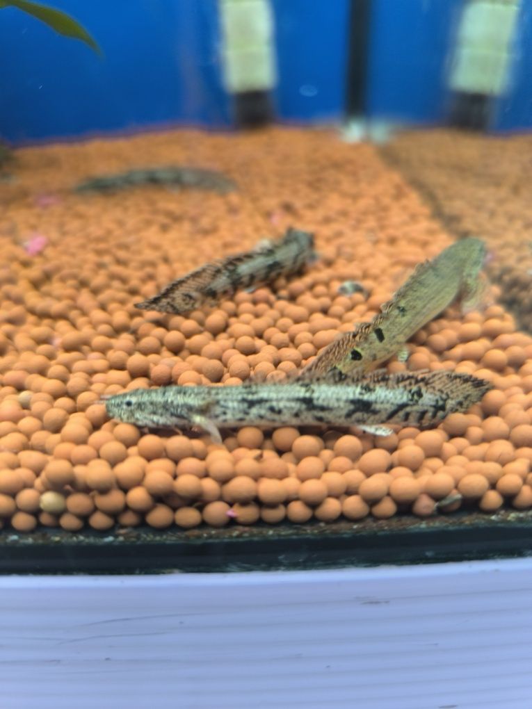 Polypterus Endlicheri